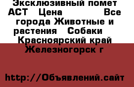 Эксклюзивный помет АСТ › Цена ­ 30 000 - Все города Животные и растения » Собаки   . Красноярский край,Железногорск г.